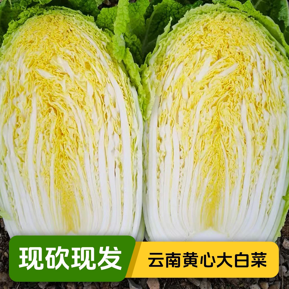 云南高山黄心大白菜清甜优质应季新鲜农家自种现砍现发露天种植
