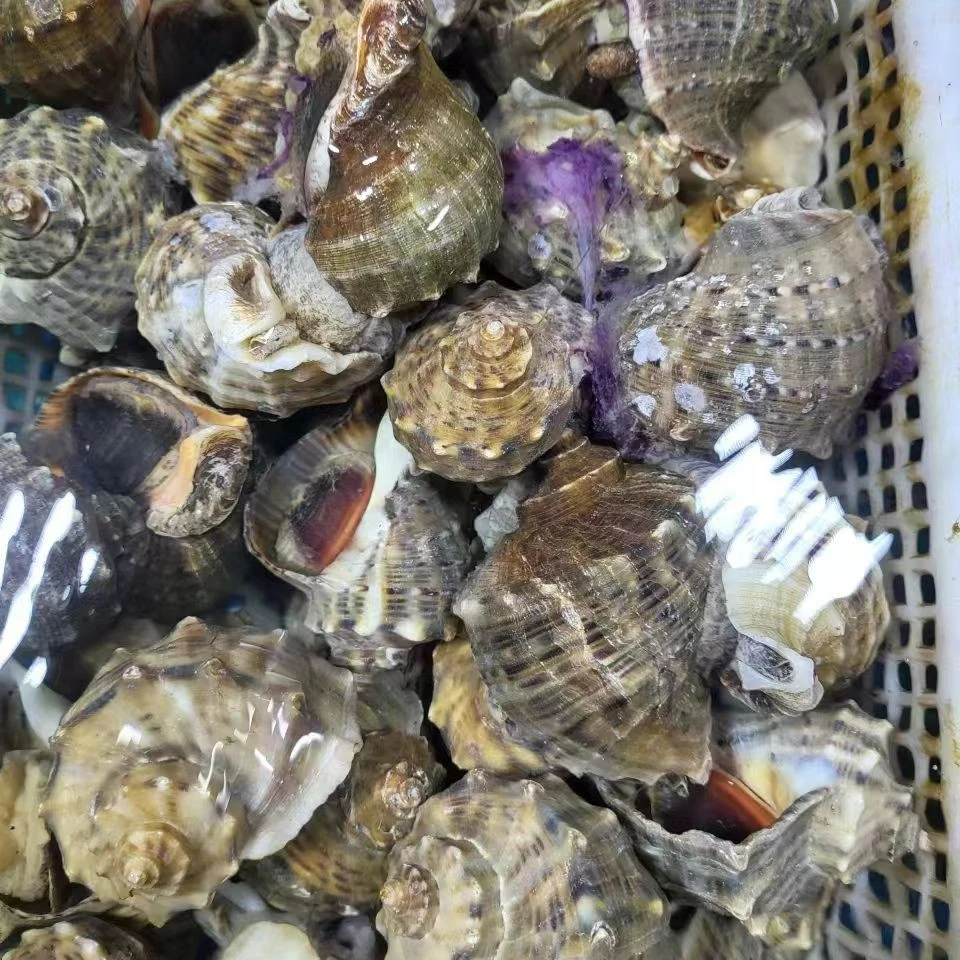 大号海螺 500g