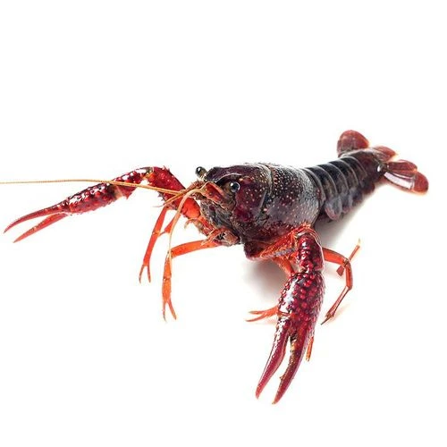 0.9-1两 大虾 鲜活清水小龙虾约10-12只 500g/份(买3斤送龙虾料）可免费处理