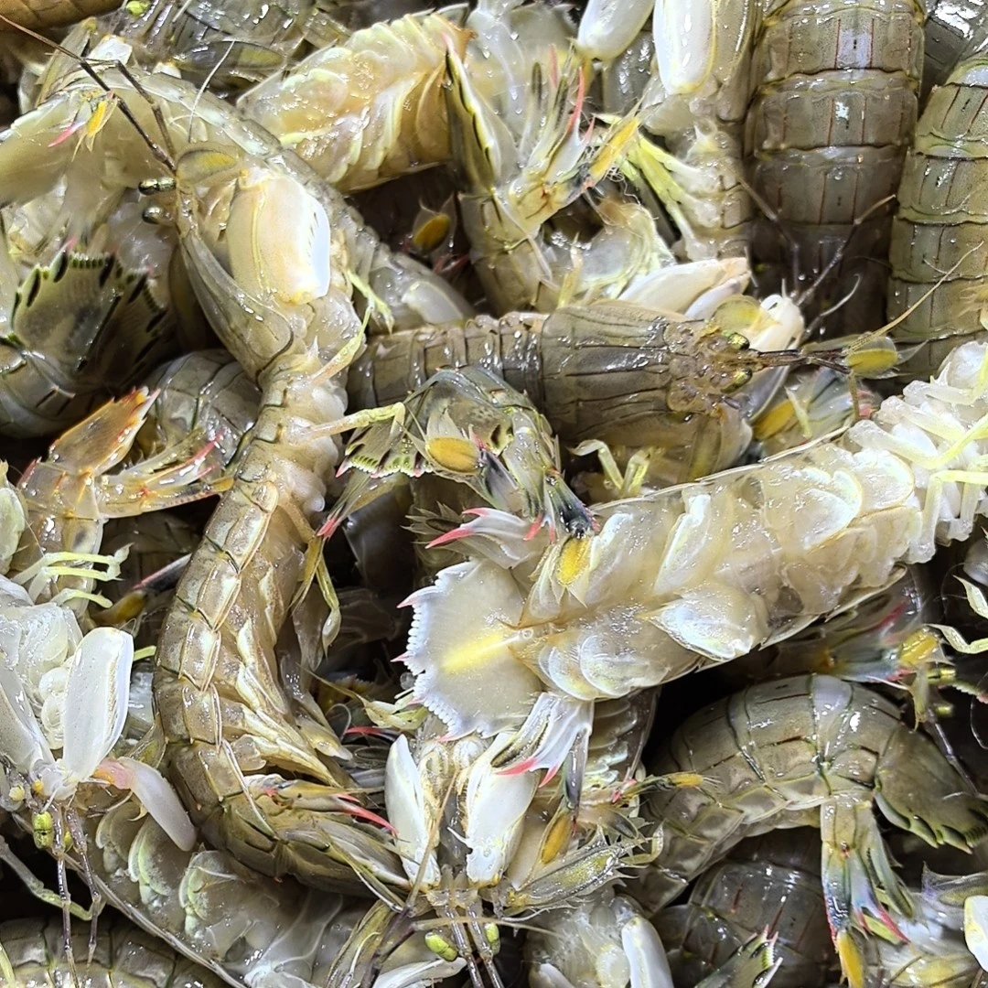 鲜活皮皮虾   虾爬子 2-5斤多斤数选择【保鲜不保活】 同城送货上门