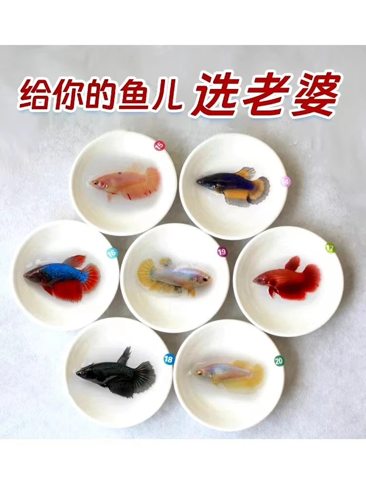①泰国斗鱼母鱼专场01-120编号-满2订单包邮（未满两单必须凑单）