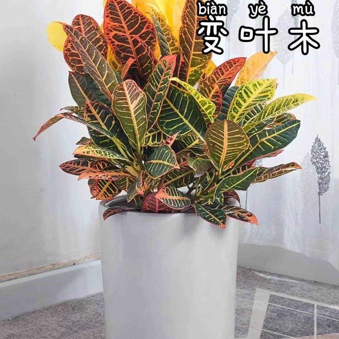 【招财轮运】洒金榕变色木七彩变叶木阳台庭院好养变叶木买一送一