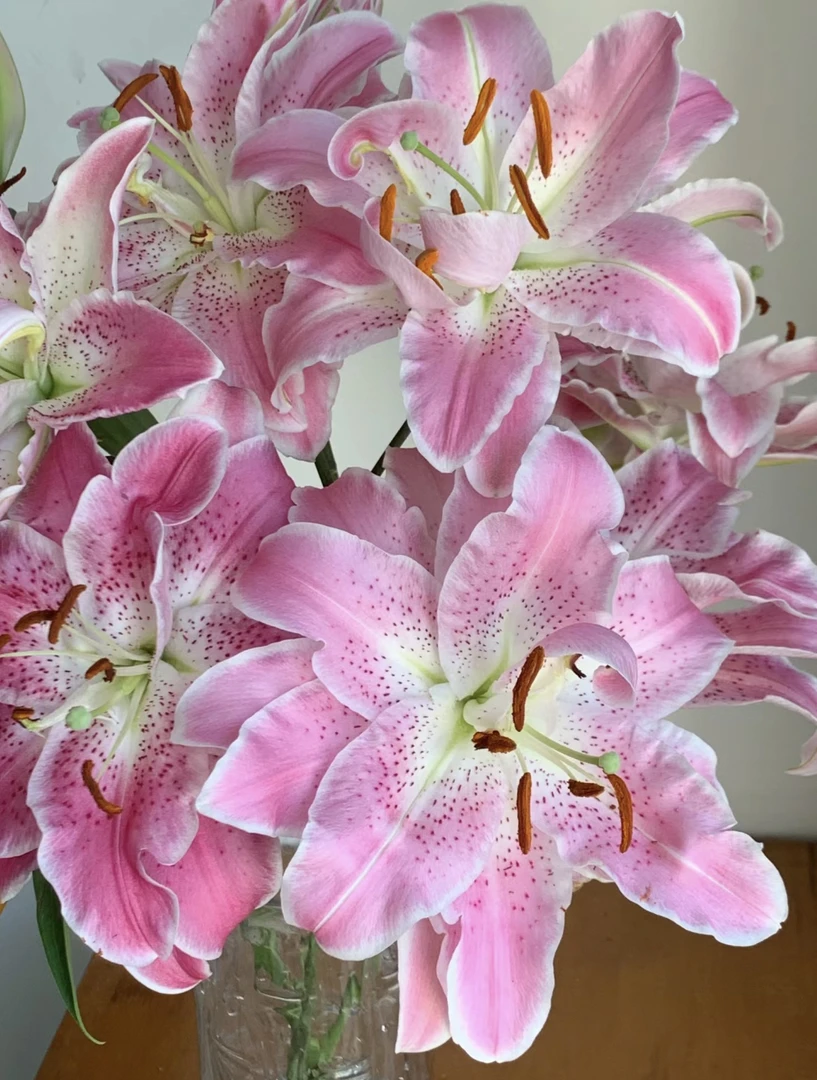 【云品轩】粉拉菲重瓣百合 云南昆明基地直发 发货后不支持退款