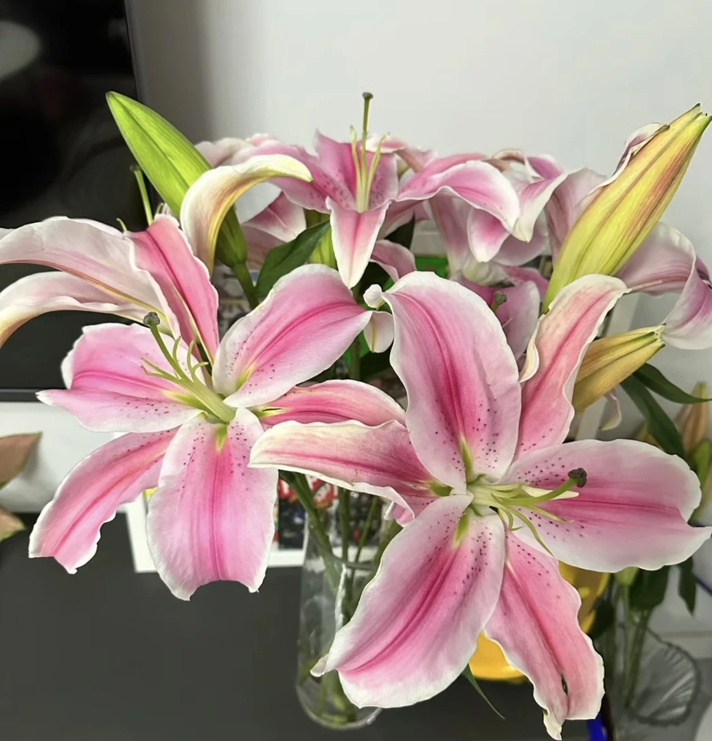 【云品轩】粉色系马龙 淡香型香水百合 云南昆明基地直发