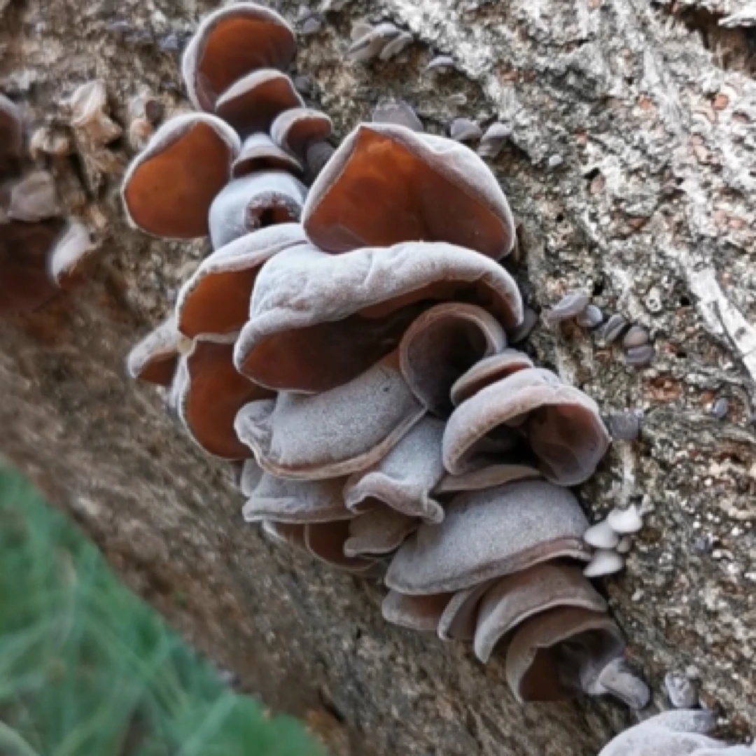 云南楚雄大过口乡山区黑木耳