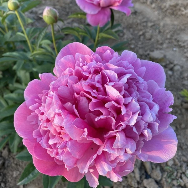 【粉红冻gao】pink parfait荷兰芍药花大直立不垂头浓香裸根发货