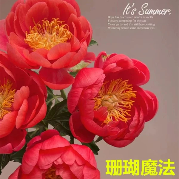 预售【珊瑚魔法芍药】Coral新品芍药先发预售卡秋季裸根发苗