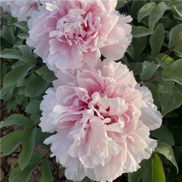 预售【雪映桃花】 粉色系观赏牡丹丰花好养先发预售卡秋天发裸根苗