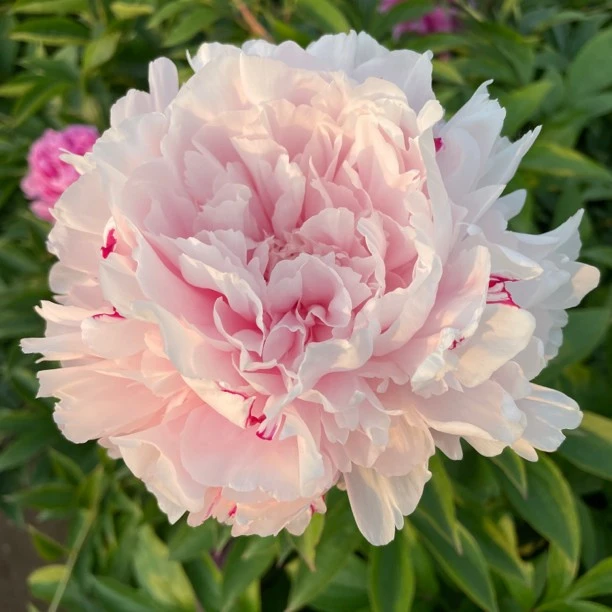 【粉池金鱼芍药】网红芍药优雅脱俗美观大方裸根发苗