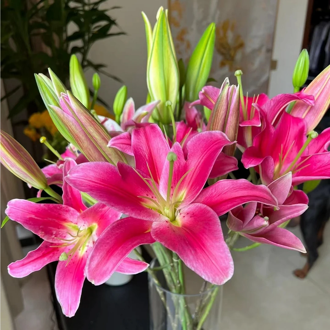 『京东包邮』红百合 红色香水百合 温度原因颜色会略有不同