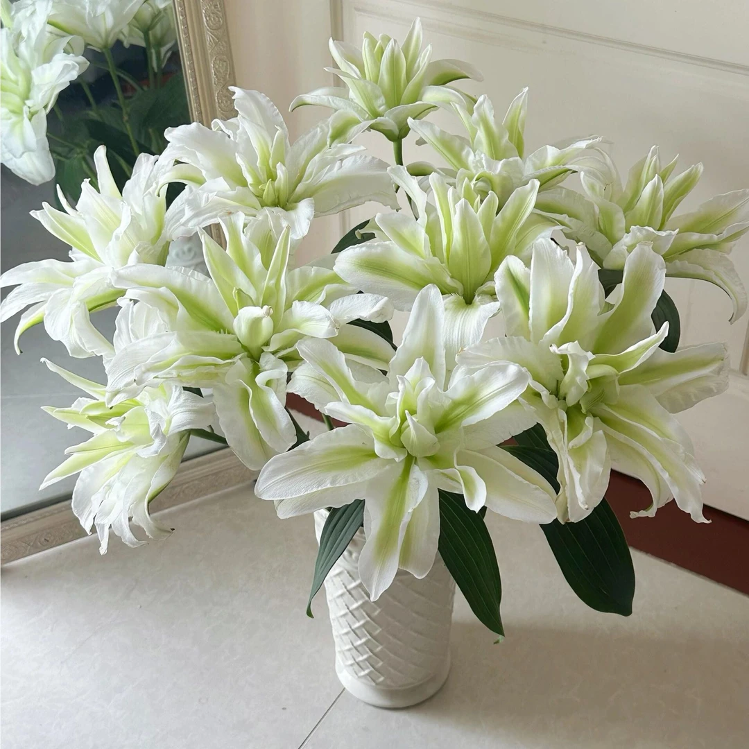 『白色重瓣百合爱莎』 香水百合 大头重瓣百合都可以开