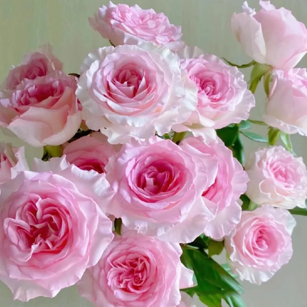 『京东包邮』洛神玫瑰 稀有玫瑰深水养护 收到先醒花