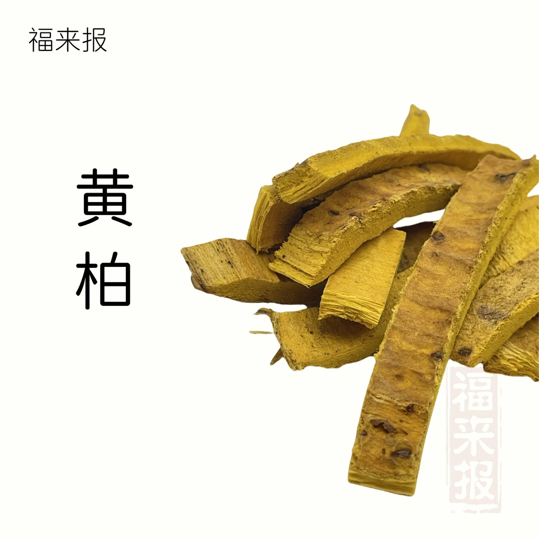 川黄柏 去皮厚黄柏 非黄芩