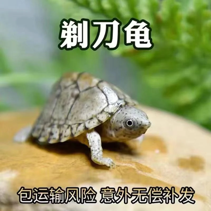 【超萌好物】剃刀龟乌龟宠物龟观赏龟屋顶剃刀龟苗深水蛋龟宠物