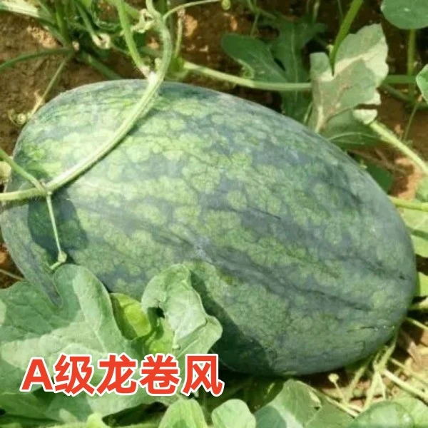 嫁接A级南方西瓜苗麒麟瓜秧苗8424京欣美佳美都懒汉西农8号种子