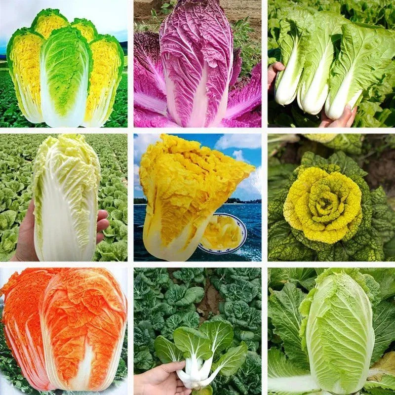 大白菜种子高营养紫白菜奶油白菜黄娃娃菜种籽农