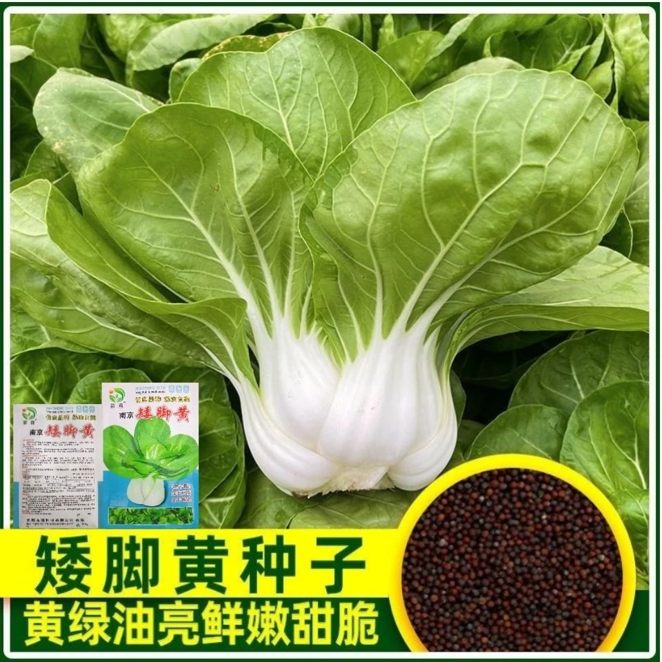 南京矮脚黄奶香小白菜种子矮脚白菜种籽盆栽