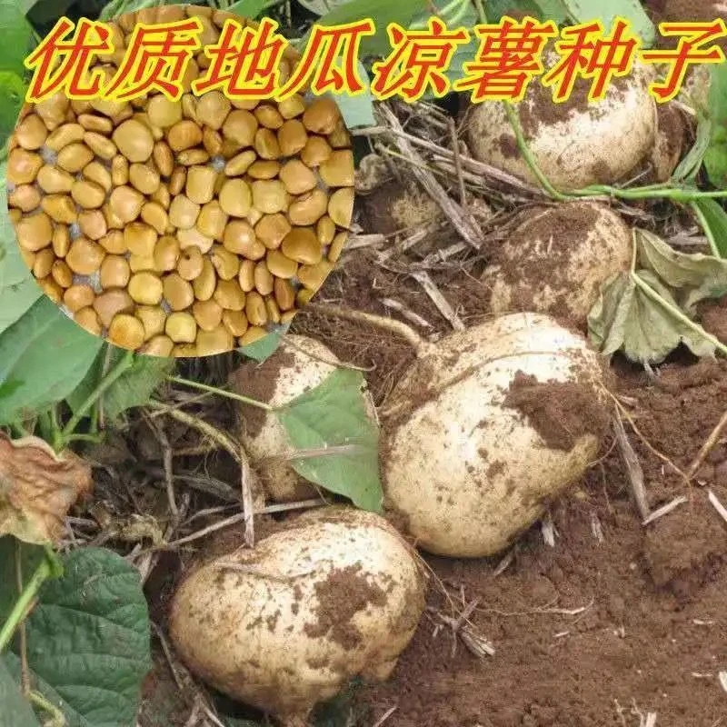 【牧马山地瓜种子】凉薯种子蔬菜种子牧马山凉薯地