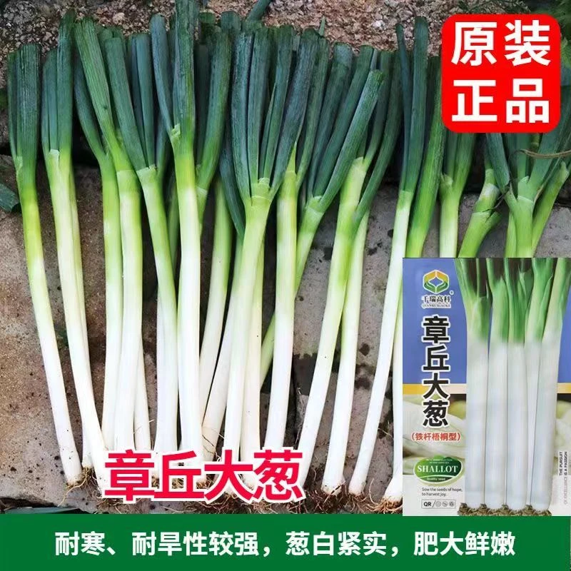 章丘大葱种子四季播抗寒铁杆蔬菜种籽山东大葱