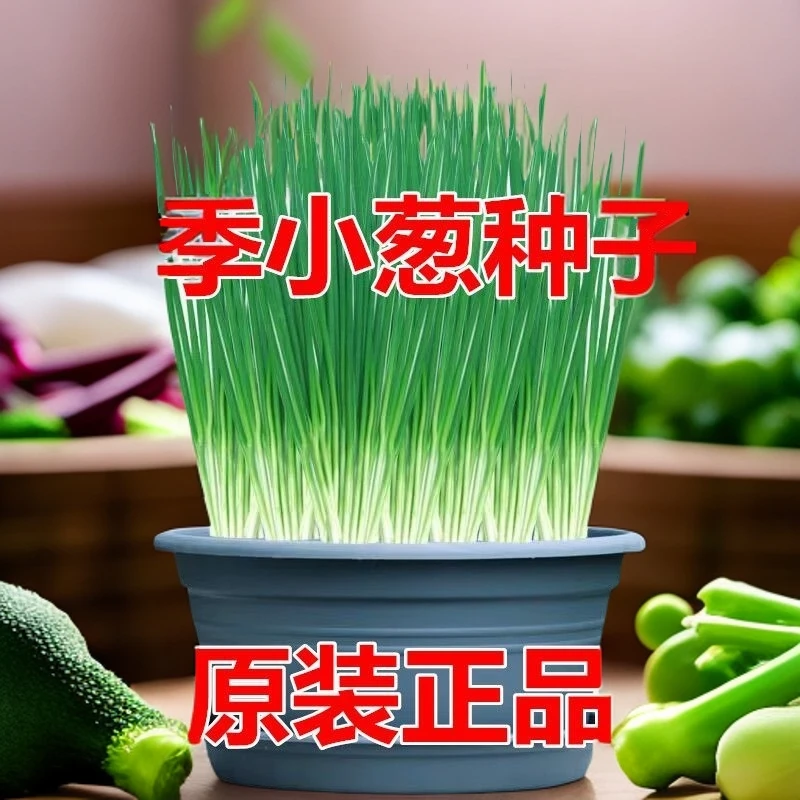 生长小香葱蔬菜种子庭院阳台家庭种植盆栽大全四季易