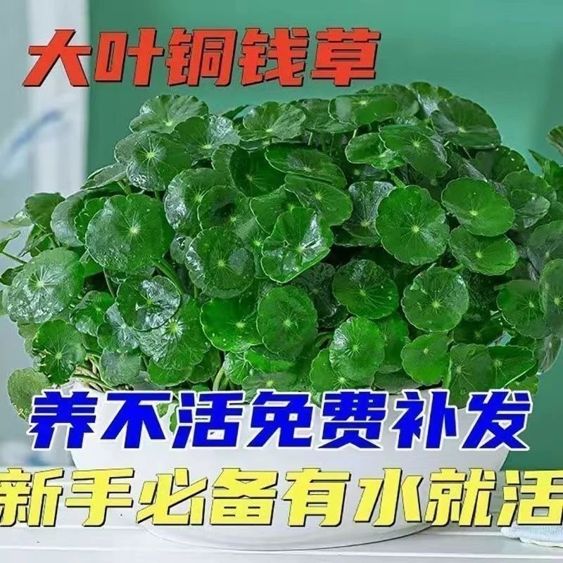 铜钱草种子水培办公室盆栽花卉绿植金钱草绿萝吊