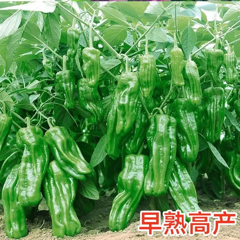 虎皮青椒微辣辣椒种早熟高产皮薄质脆春季蔬菜种子薄皮辣椒大椒种
