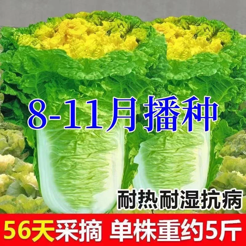 北京小杂56早熟黄心大白菜种籽春夏秋包心白菜
