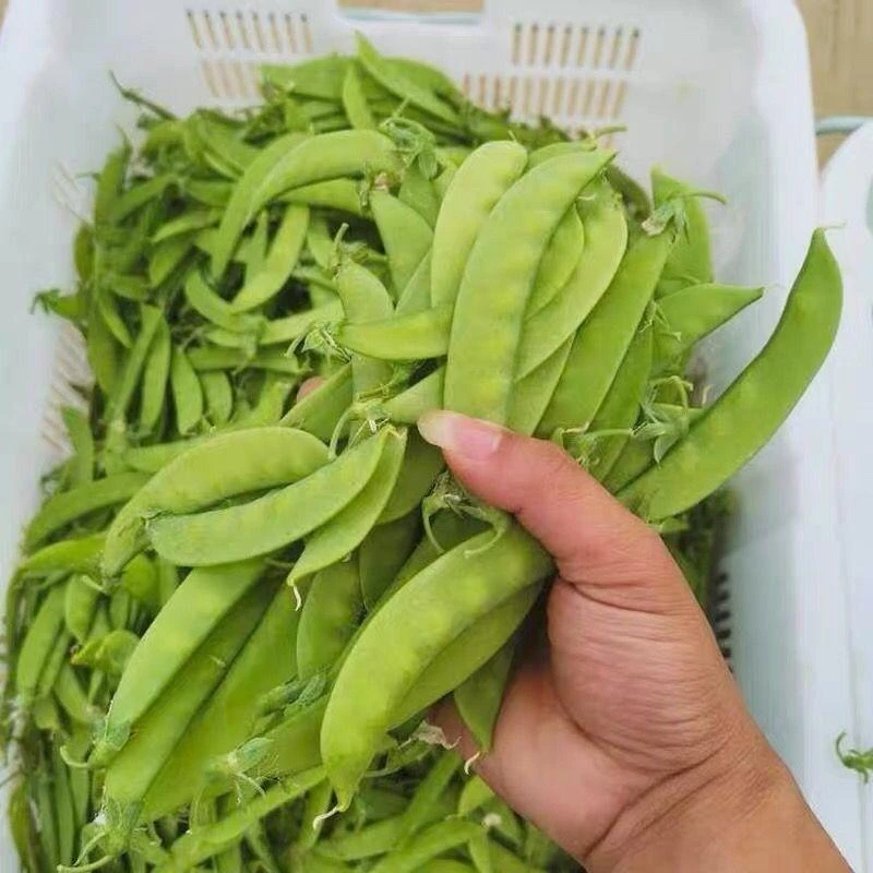 甜脆荷兰豆种子菜豌豆双花双夹耐寒农泡沫箱