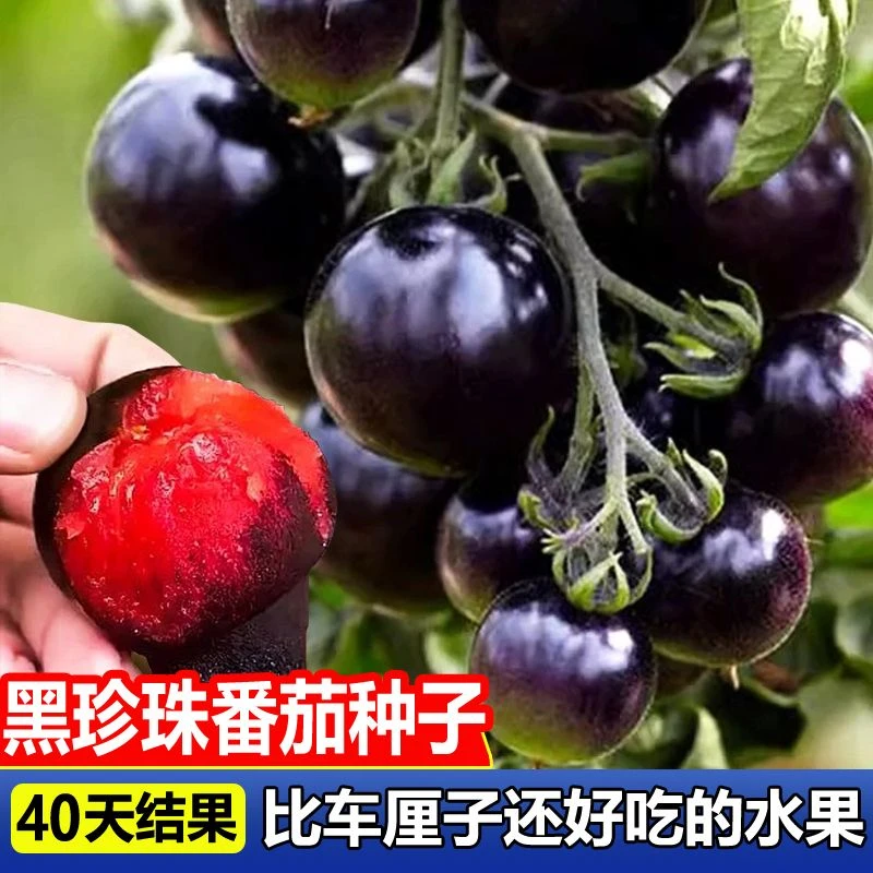 【四季爆品】黑珍珠番茄种子西黑柿种子特甜室内盆栽水果蔬菜种子樱