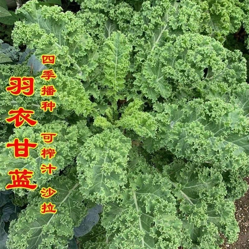 羽衣甘蓝蔬菜种子食用甘蓝蔬菜种籽秋冬季蔬菜种子