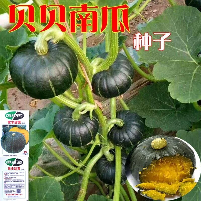 绿贝贝南瓜种子板栗味迷你小南瓜软糯香甜