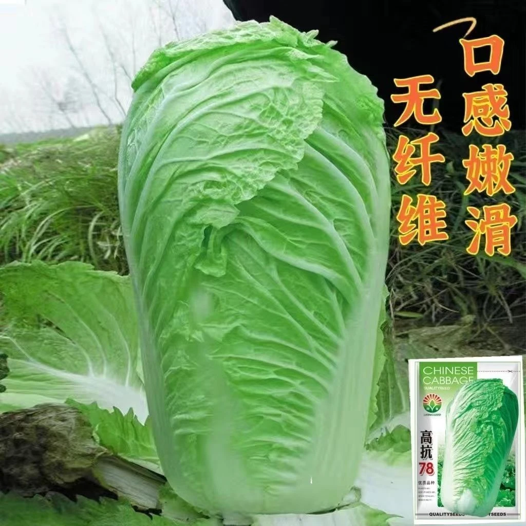 高抗78大白菜种子秋播冬储大白菜籽抗病白菜