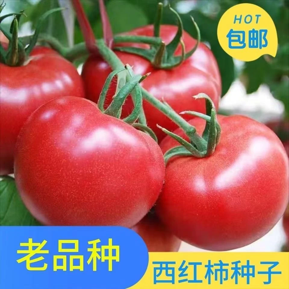 【老品种番茄种子】老沙瓤番茄种子大粉毛粉番茄种子四季蔬菜种子
