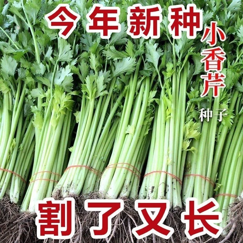 【小香芹】四季小香芹种子庭院阳台盆栽耐热农家芹菜籽种植品质生长