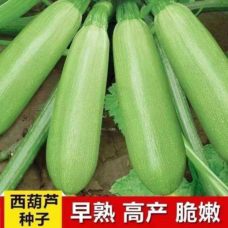 早青西葫芦种子家庭小菜园易种种子西葫芦瓜种子
