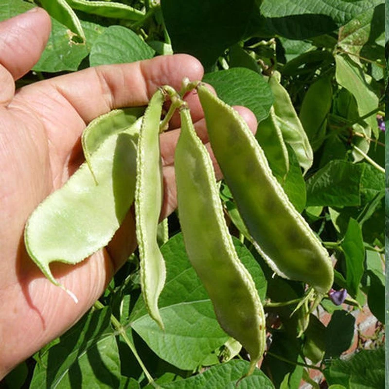 优选绿眉豆种子摘后复生猪耳朵扁豆籽阳台种植盆栽家庭菜园无