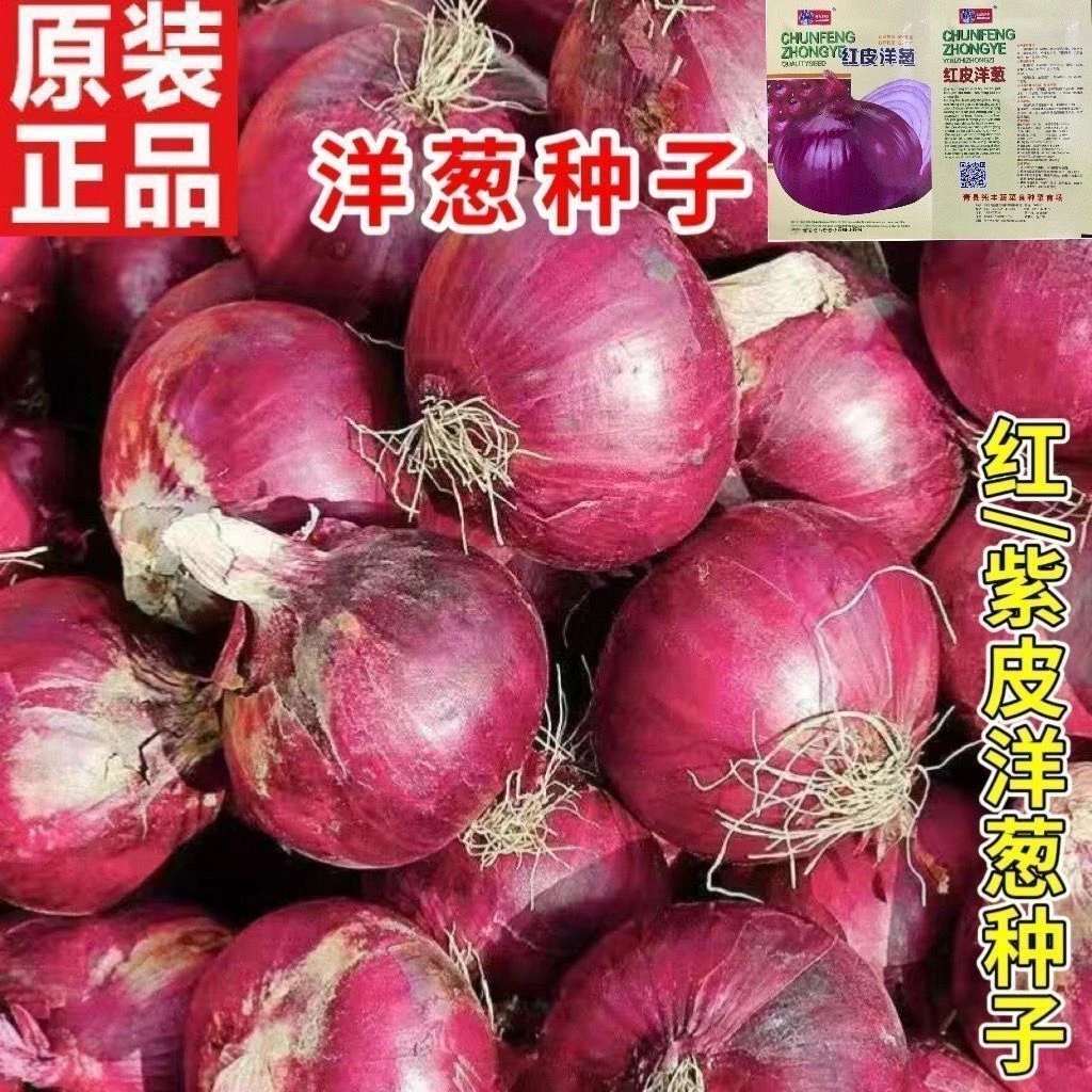 【苞出芽】洋葱种子特大紫皮圆葱盆栽阳台蔬菜种籽早熟