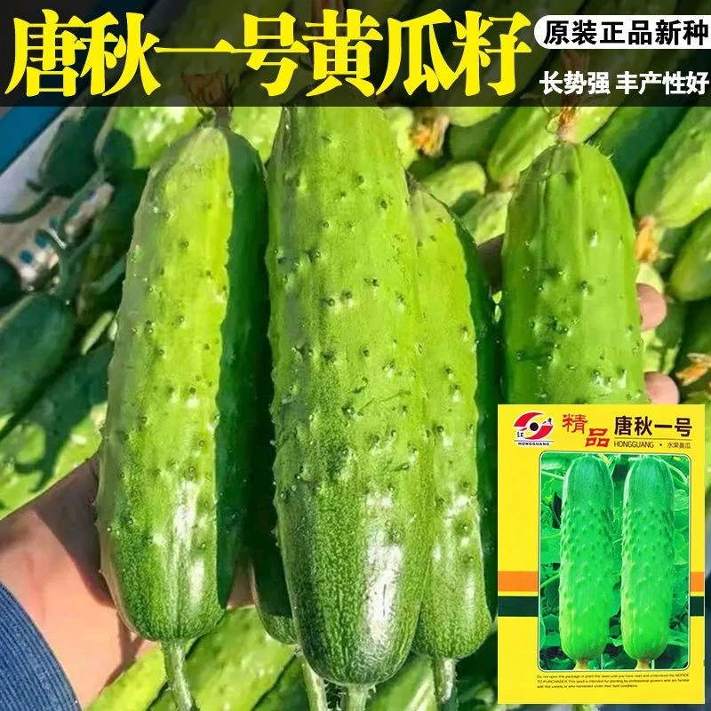 唐秋一号黄瓜种子春秋四季播水果黄瓜高产小黄瓜
