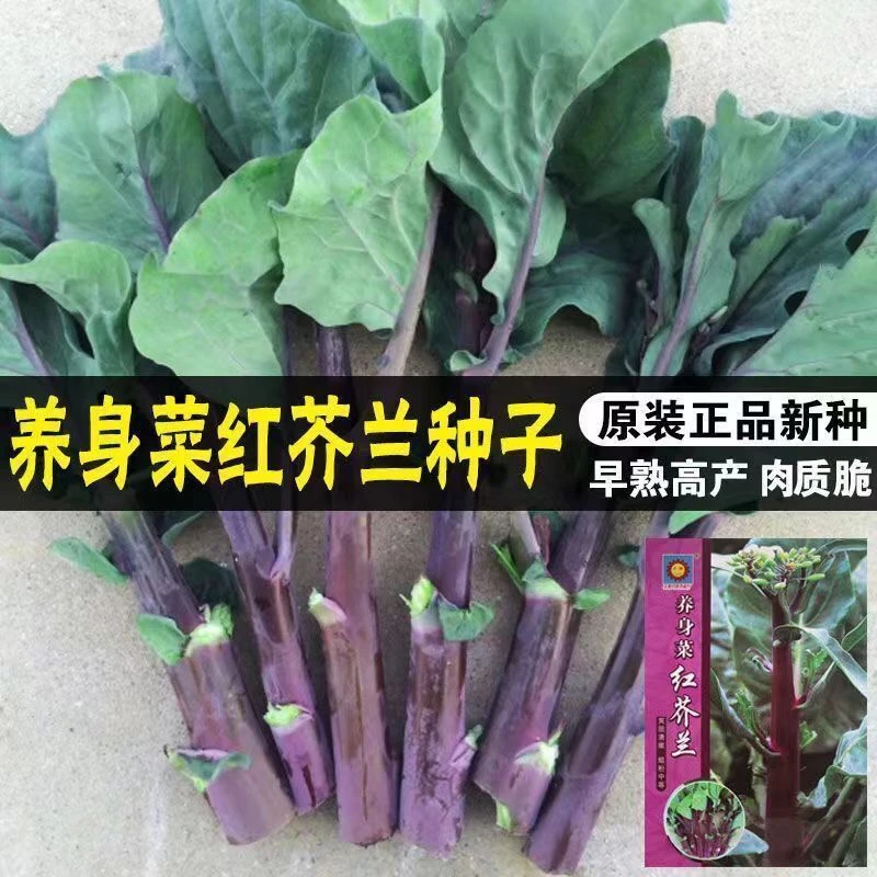 菜红芥兰菜种子香菇芥兰四季秋秋冬蔬菜红脚芥