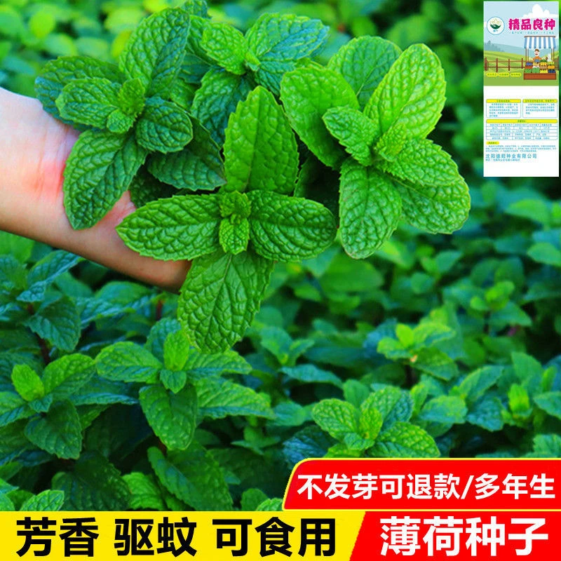 可食用薄荷种子一年四季种植夏季驱蚊植物种