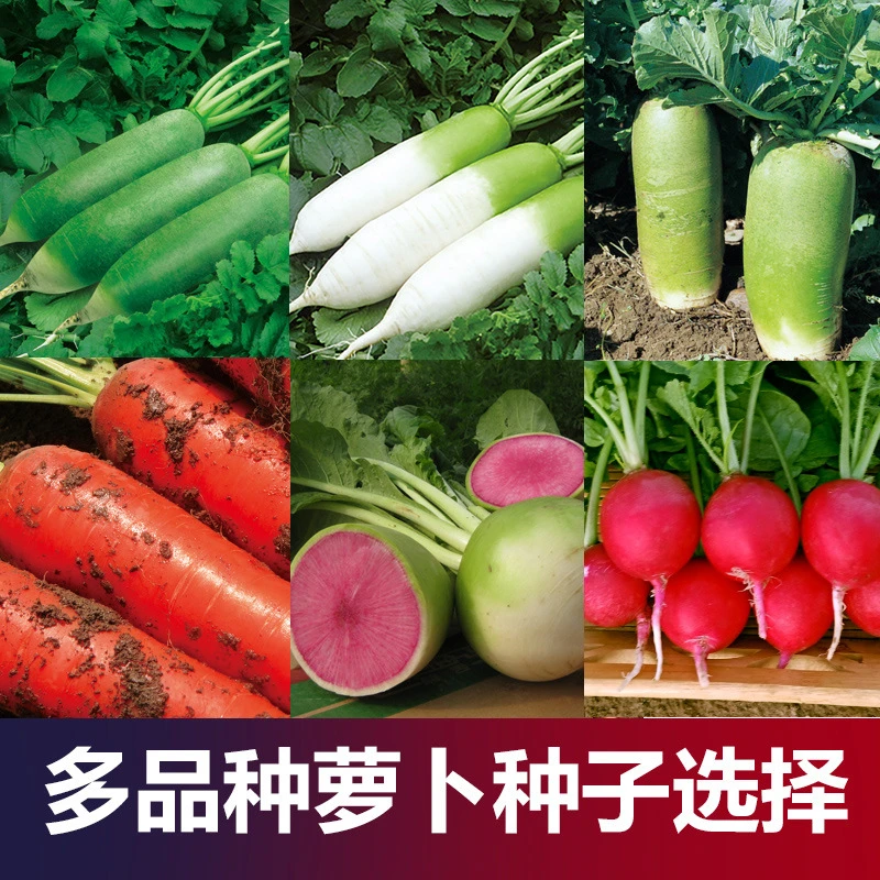 【苞出芽】萝卜种子大全秋季白罗卜红胡萝卜沙窝水果