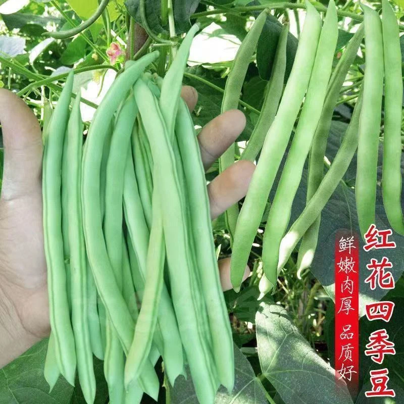 红花四季豆种子爬藤早熟高产四季豆豆角种子无筋
