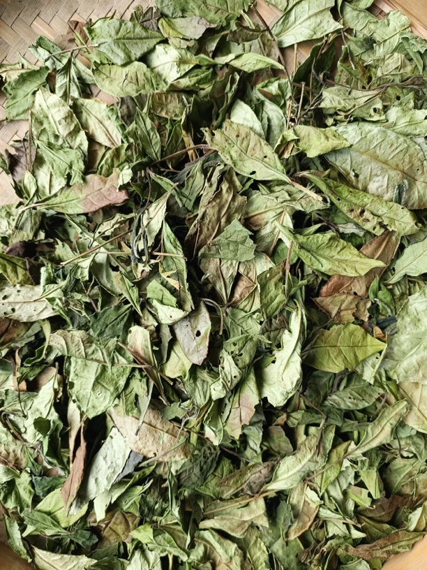 福鼎白茶 2021 年野生贡眉虫眼春大片（310号）