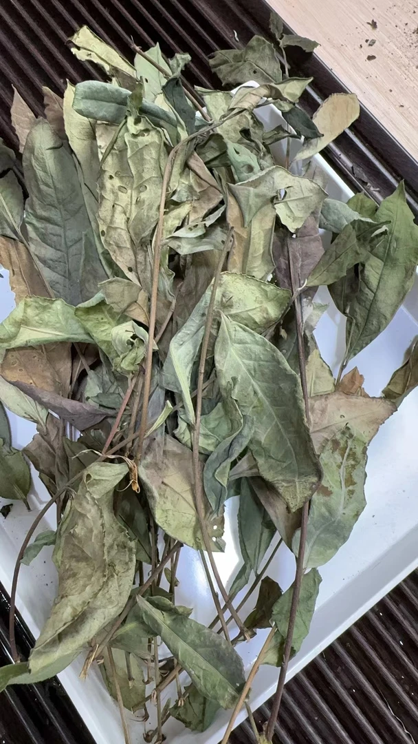 2023年野生老枞贡眉