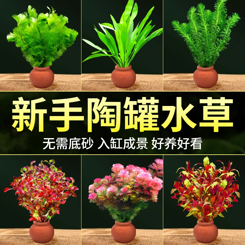水草陶罐鱼缸造景摆件增氧阴性水培榕绿菊蜈蚣草净水定植水草套餐
