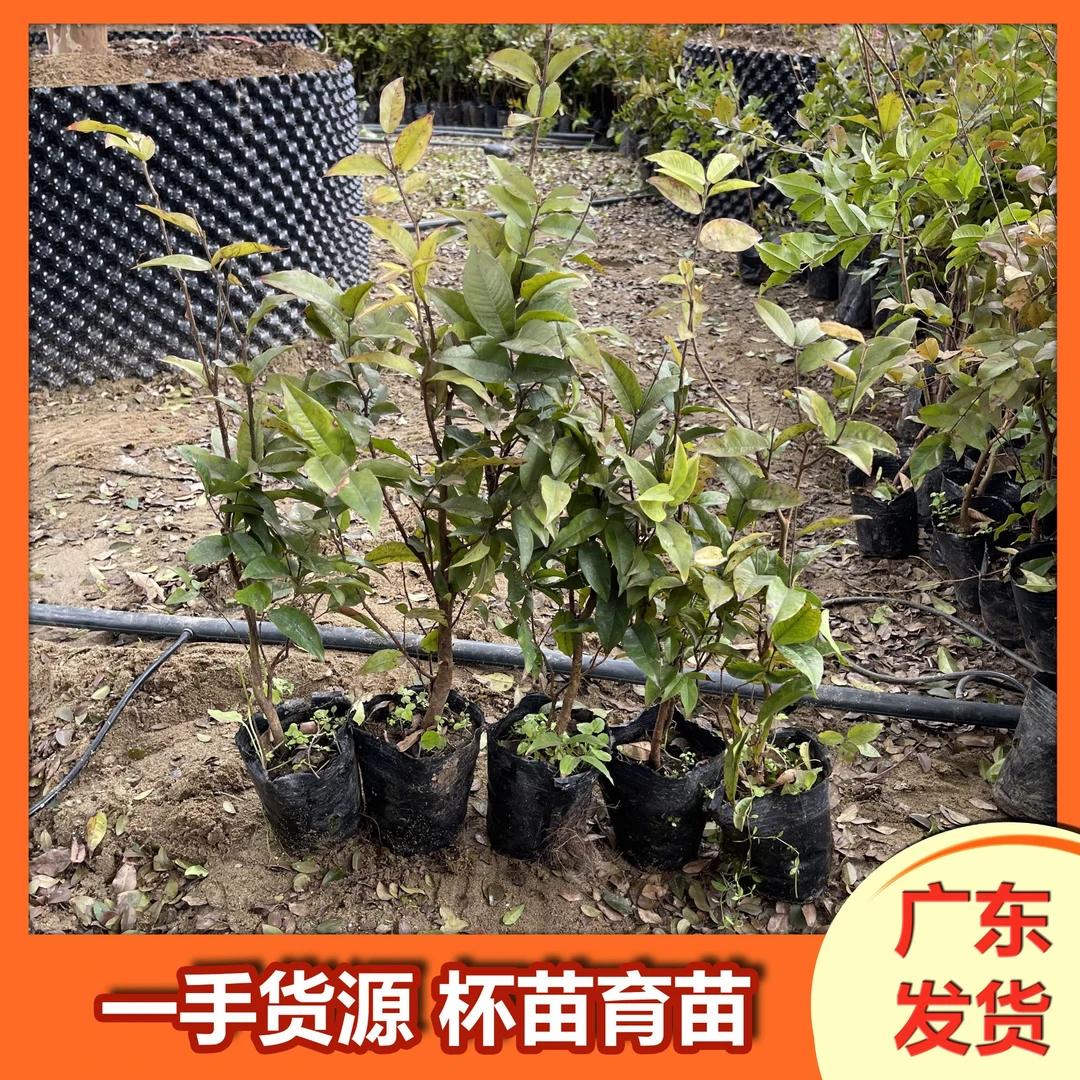 【一物一拍】红飞8-15年