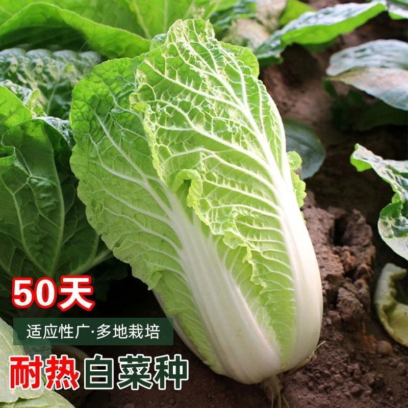 （全店满5元包邮）夏阳白菜种子早熟大白菜种籽夏秋蔬菜种孑