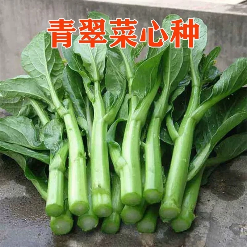【全店满五包包邮】四九菜心种子青菜种籽农家盆栽蔬菜种孑
