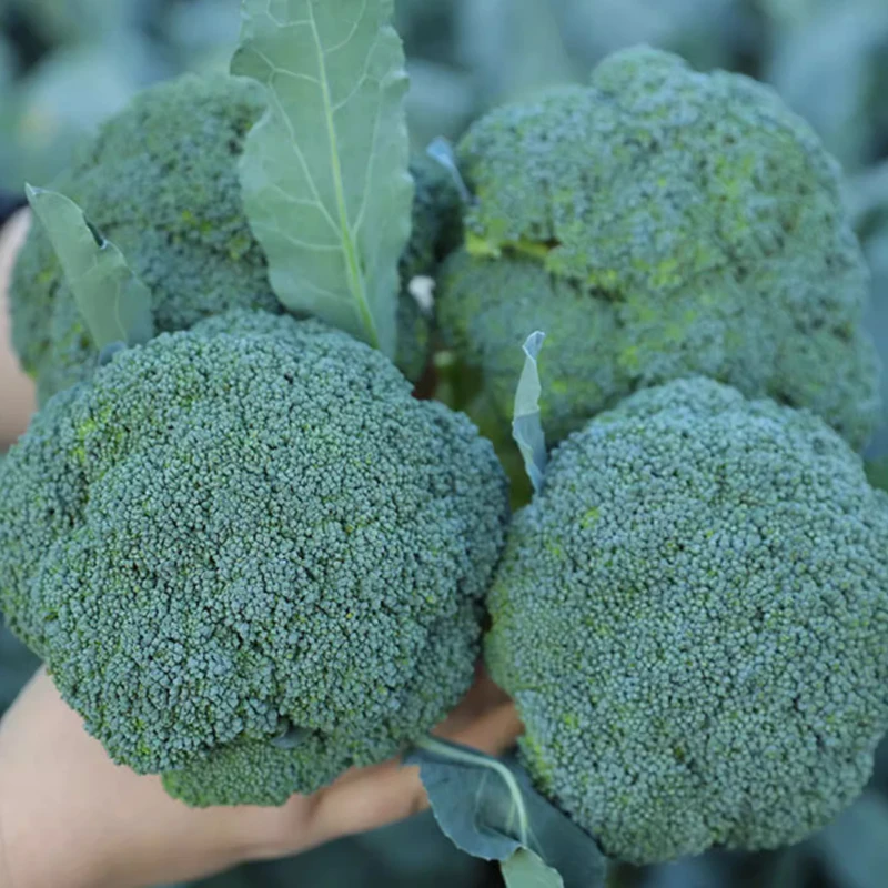 （全店满5元包邮）西兰花种子绿菜花青花椰菜庭院菜园季节蔬菜种子