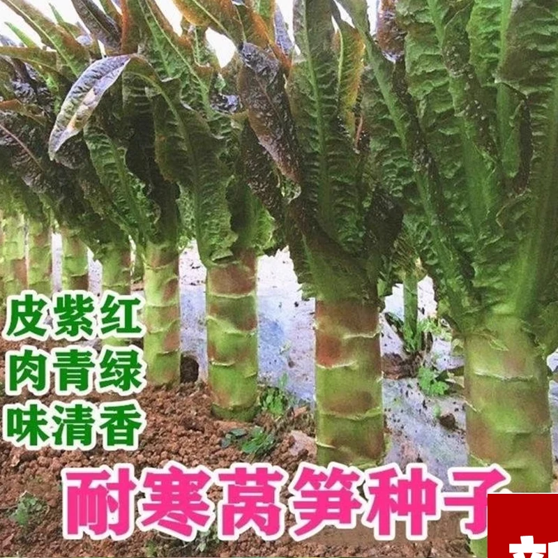 （全店满5元包邮）红尖叶莴苣种籽季节莴笋种子农家田园蔬菜菜孑